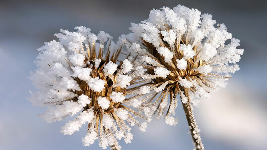 Frostige Schönheiten Foto © Fotolia