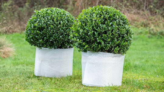 Um den Wurzelbereich von Pflanzen während den Wintermonaten zu schützen, kann das Gefäss mit Luftpolsterfolie «verpackt» werden. 