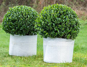 Pflege von winterharten Pflanzen im Gefäss