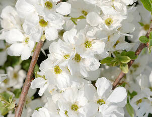 Gehölze fürs Gefäss