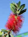 Callistemon citrinus 