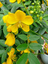 Cassia floribunda 