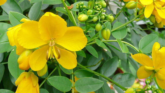 Cassia floribunda 
