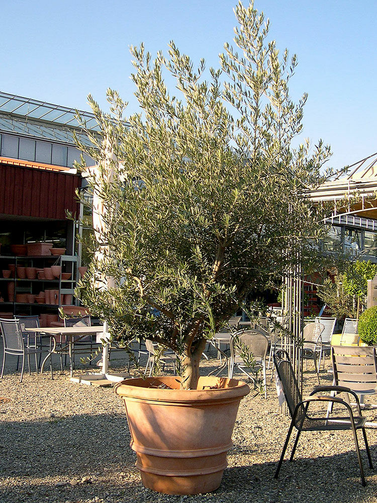 thuja occ mr bowling ball Thuja Occidentalis Mr Bowling Ball 7.5 Litre Pot — Grasslands Nursery