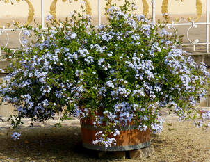 Kübelpflanzen richtig überwintern