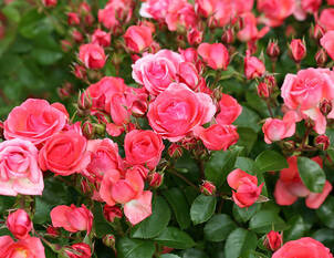 Wie frosthart sind «winterharte» Kübelpflanzen?