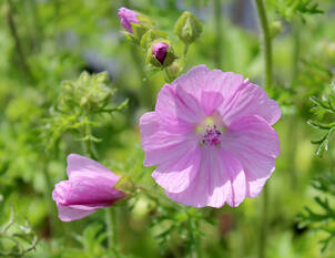 Wildstauden fürs Gefäss