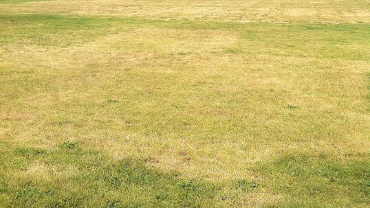 Vertrockneter Rasen 