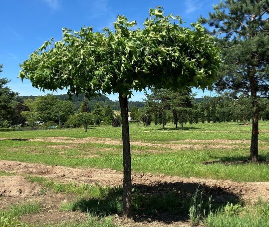 Amberbaum Liquidambar Dachform