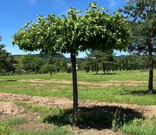 Amberbaum als Dachform