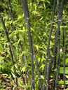 Phyllostachys nigra Foto © PlantaPro 