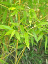 Phyllostachys nuda Foto © PlantaPro 
