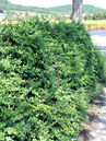 Buxus semperivrens 'Rotundifolia'