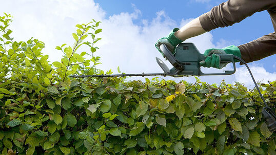 Bequem geht es mit einer elektrischen Heckenschere.