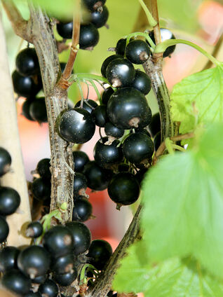 Schwarze Johannisbeeren 