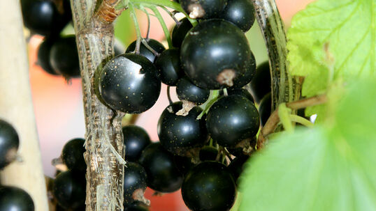 Schwarze Johannisbeeren 