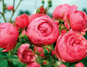 Rosen-Frühjahrsschnitt