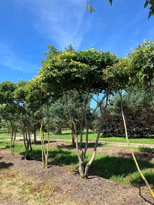 Zelkova serrata als Schirmform