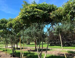 Schnitt & Pflege von Dachformen