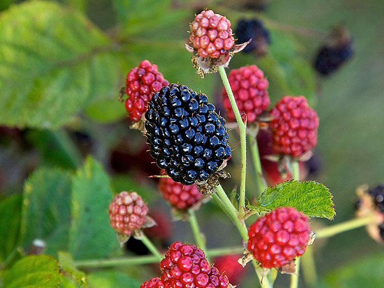 Schnitt und Pflege von Brombeeren | Hauenstein AG