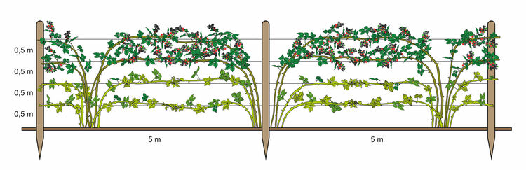 Schnitt und Pflege von Brombeeren | Hauenstein AG