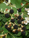 Rubus 'Theodor Reimers'