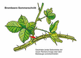 Einkürzen der Seitentriebe