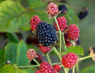Schnitt und Pflege von Brombeeren