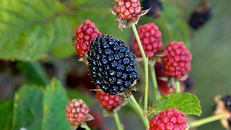 Schnitt und Pflege von Brombeeren | Hauenstein AG