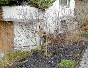 Schnitt von Ziergehölzen