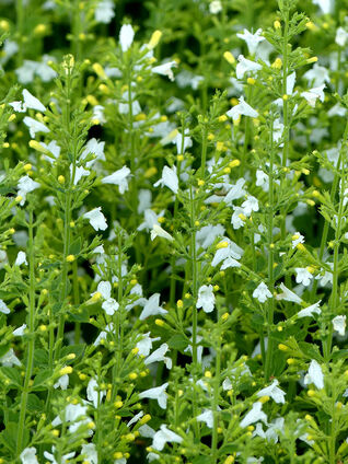 Calamintha nepeta 'Marvelette White'