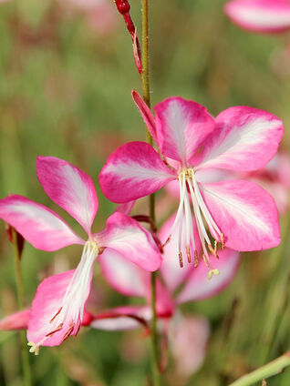 Gaura lindheimeri 'Rosy Jane'