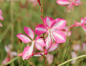 Stauden zurückschneiden
