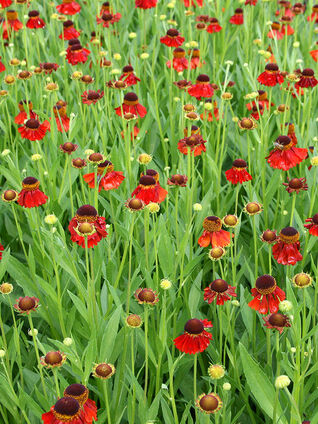 Helenium 'Moerheim Beauty'