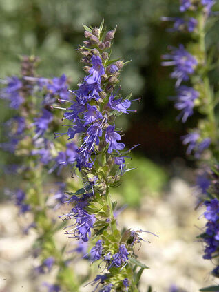 Hyssopus officinalis