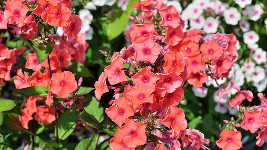 Phlox paniculata 'Orange Perfection'