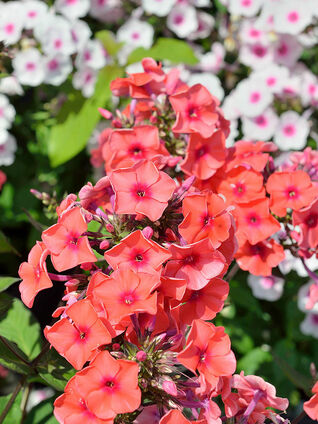 Phlox paniculata 'Orange Perfection'