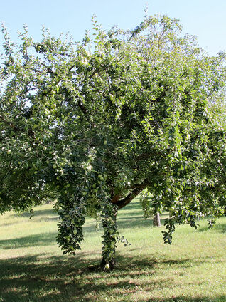 Apfelbaum mit Früchten