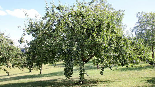 Apfelbaum mit Früchten