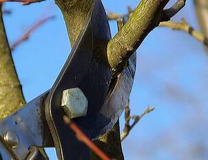 Winterschnitt von Obstbäumen