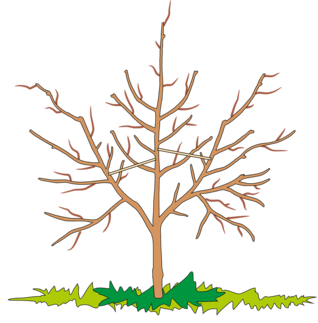 3-jähriger Apfelbaum nach dem Schnitt