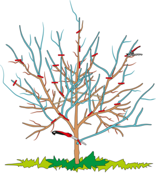 3-jähriger Apfelbaum vor dem Schnitt