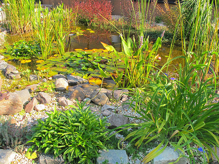 Klares Wasser im Gartenteich Hauenstein AG