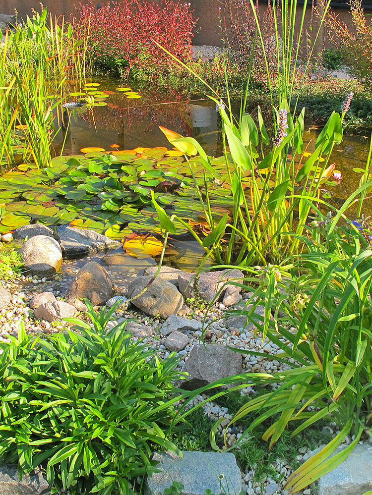 Klares Wasser im Gartenteich | Hauenstein AG