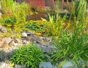 Klares Wasser im Gartenteich