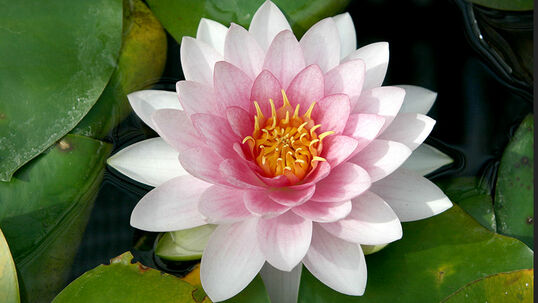 Nymphaea 'Rosennymphe' 