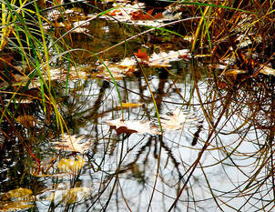 Teichpflege im Jahresablauf