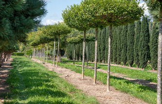 Carpinus betulus