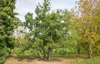 Quercus pubescens