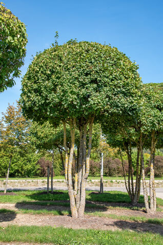 Acer campestre